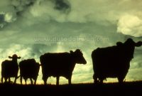 560 Gambar Hewan Yang Halal Untuk Dimakan Terbaru