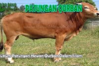 Hukum Patungan Hewan Qurban Dalam Islam