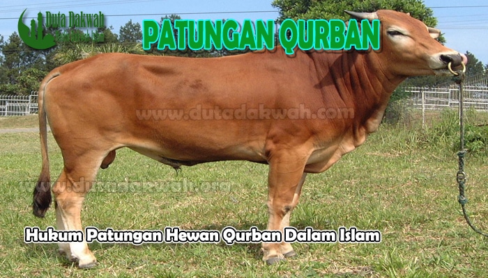 Hukum Patungan Hewan Qurban Dalam Islam