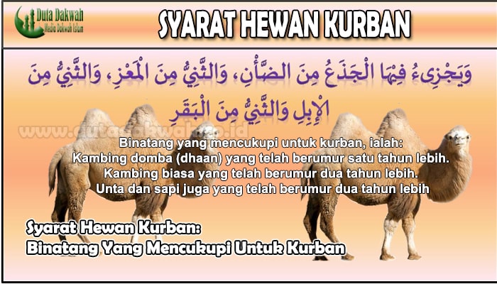 Syarat Hewan Kurban Binatang Yang Mencukupi Untuk Kurban